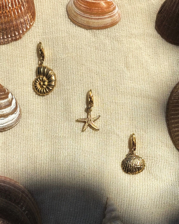 Cassidae - Charm - Palas